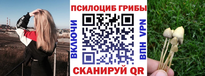 Купить где  Можайск  Галлюциногенные грибы Cubensis 